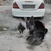 بوغلمون  غاز اوکراینی  مرغ وخروس لاری وگلین