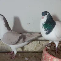 ساده والمانی