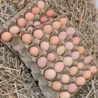 فروش تخم مرغ محلی نطفه دار
