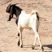 پارن افغانی یکساله و بز آبستن