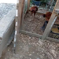جوجه لاری