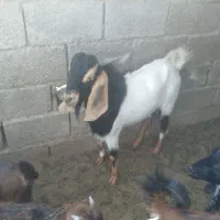 گوسفند فروشی