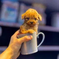 پودل تاینی وارداتی خیلی ریز ماده با ضمانت نامه