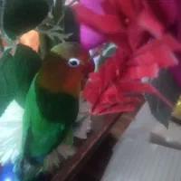 فروش پرنده کوتوله