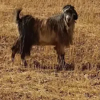 بز نر چاق