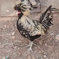 خروس لهستانی