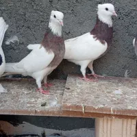 (8 تارنگه طوقی،ساده کاکلی پرپا)
