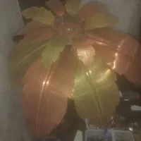 آباژور نخل مس