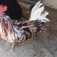 خروس گلین جوان خوشرنگ
