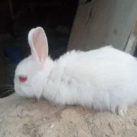 بچه خرگوش|موش و خرگوش|یزد, |دیوار