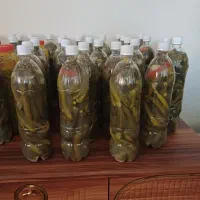خیارشور محلی