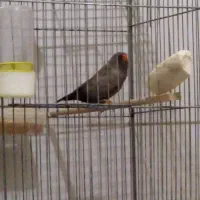 فنچ شارکول انگلیسی