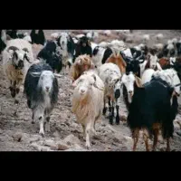 معاوضه گوسفند با ماشین