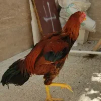 مرغ و خروس لاری