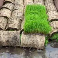 نشاهاشمی (توم)