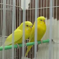 مرغ عشق و عروس هلندی