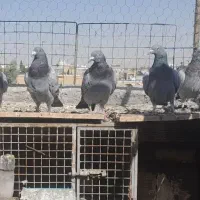 ۸تا پلاکی نر و ماده