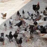 کفتر|پرنده|چمران, |دیوار
