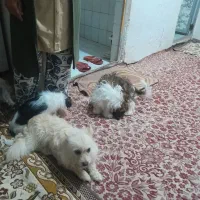 واگذاری اشپیتز تریر مادر همراه ۴ تا توله