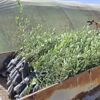 نهال زیتون روغنی