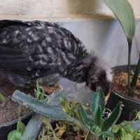 معاوضه گل با جوجه