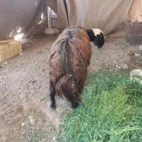 گوسفند عوسی