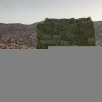 یونجه ساق ریز درجه یک