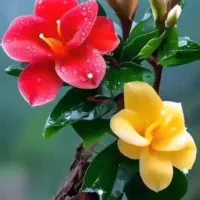 کارگر خدمات