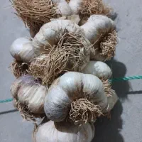 سیرمحلی درشت