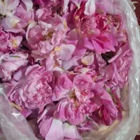 گل محمدی