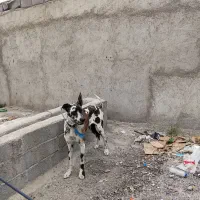 فروش سگ