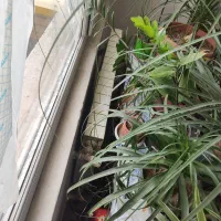 فروش گل
