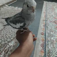 عروس هلندی معاوضه با قناری جفت