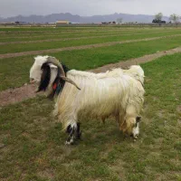 میش داشتی