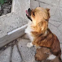 سگ پیکینیز