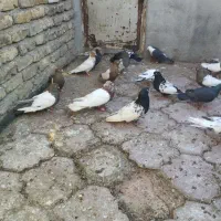 کفتر رنگی