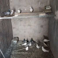 کفتر|پرنده|بم, |دیوار