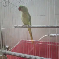 شاه طوطی ۱۵ ماهه