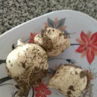 موسیر وحشی ومحلی
