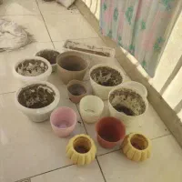 ۱۴ گلدان پلاستیکی در اندازه ها و سایزهای مختلف