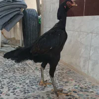 مرغ لاری(رودان)