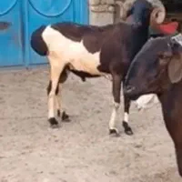 قوچ  چینی ابلغ درجه یک