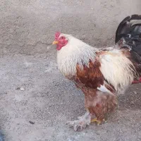 فروش ۶ عدد خروس برهما نژاد دار