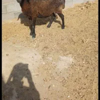میش داشتی