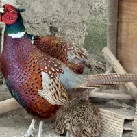 جوجه مرغ و خروس زینتی آمریکایی نر و ماده