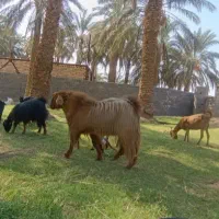 تعدادی گوسفند فروشی