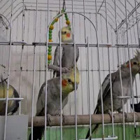 عروس هلندی چهارعددسالم وسرحال