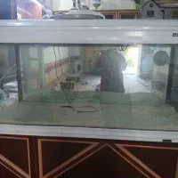 اکواریوم شیشه خم شرکتی