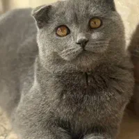 گربه اسکاتیش فولد بلو