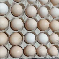 تخم مرغ|خوردنی و آشامیدنی|سنگر, |دیوار
